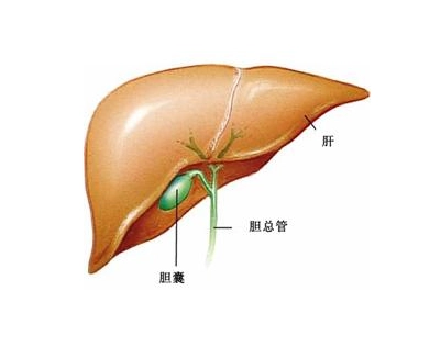 广州中医肿瘤科医院科普|胆管癌不同时期的症状分别是什么