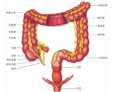 广州中医肿瘤科医院科普|结肠癌应该如何有效预防?那类人比较容易患结肠癌